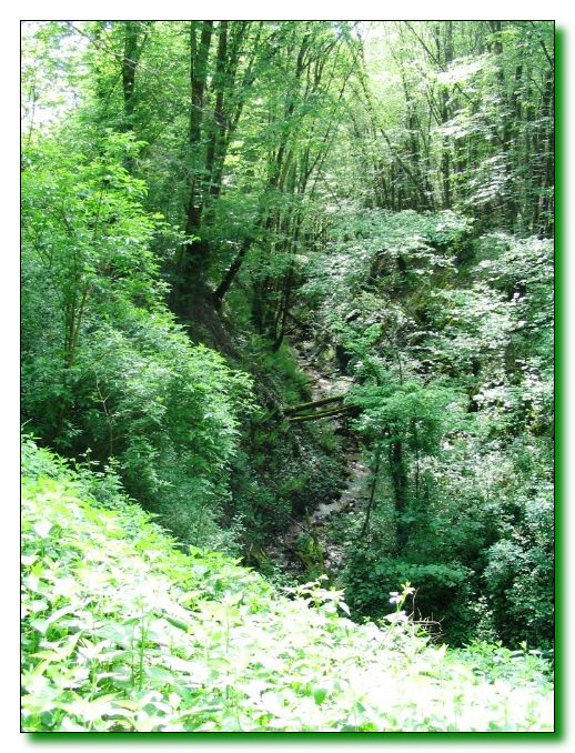 Ru-de-la-Negrie-en-sous-bois
